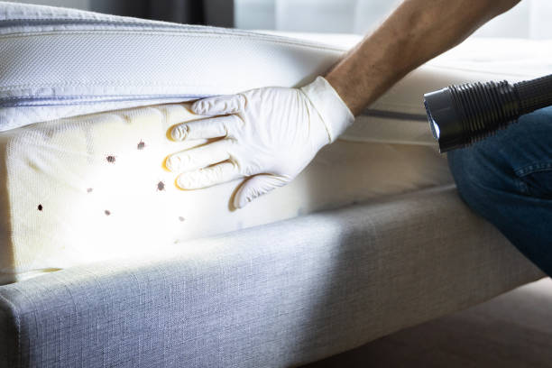 Best Affordable Pest Control Services  in Cadott, WI